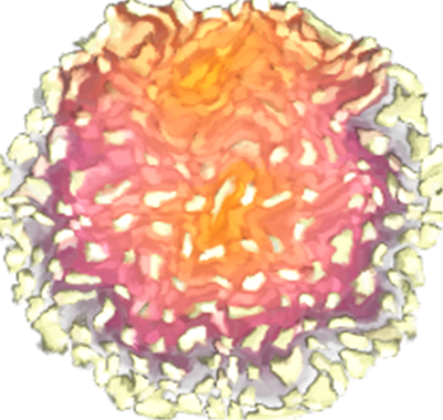 redimensionné à la base